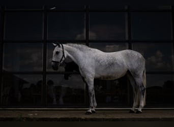 PRE Mix, Merrie, 7 Jaar, 162 cm, Schimmel