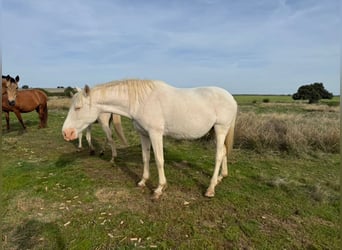 PRE Mix, Merrie, 7 Jaar, 163 cm, Perlino