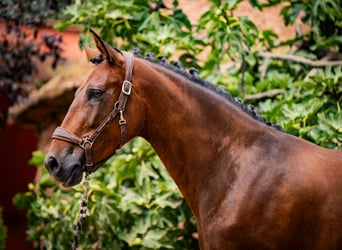 PRE, Merrie, 7 Jaar, 165 cm, Bruin