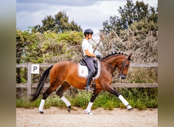 PRE, Merrie, 7 Jaar, 165 cm, Bruin