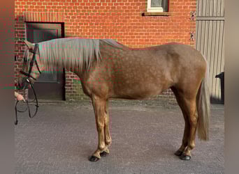 PRE Mix, Merrie, 7 Jaar, 165 cm, Palomino