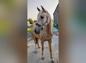 PRE Mix, Merrie, 7 Jaar, 165 cm, Palomino