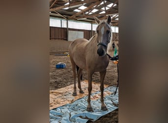 PRE Mix, Merrie, 7 Jaar, 165 cm, Palomino
