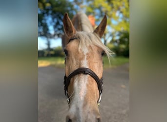 PRE Mix, Merrie, 7 Jaar, 165 cm, Palomino