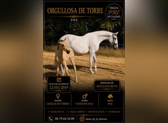 PRE Mix, Merrie, 7 Jaar, 167 cm, Vliegenschimmel