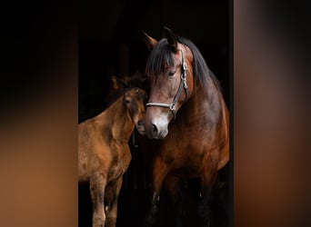 PRE, Merrie, 7 Jaar, 170 cm