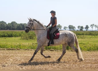 PRE, Merrie, 7 Jaar, 170 cm, Schimmel