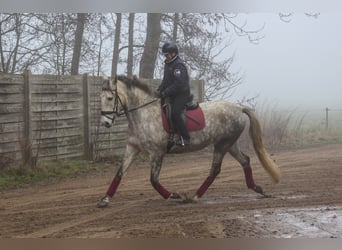 PRE Mix, Merrie, 7 Jaar, 170 cm, Schimmel