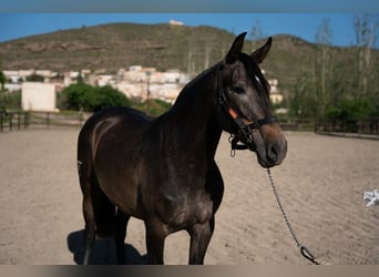 PRE, Merrie, 7 Jaar, Bruin