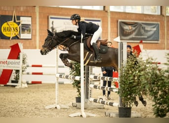 PRE, Merrie, 8 Jaar, 152 cm, Bruin