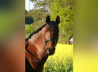 PRE, Merrie, 8 Jaar, 155 cm, Bruin