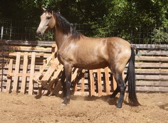 PRE, Merrie, 8 Jaar, 156 cm, Falbe