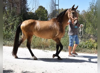 PRE, Merrie, 8 Jaar, 156 cm, Falbe