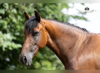 PRE Mix, Merrie, 8 Jaar, 157 cm, Bruin