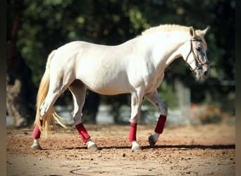 PRE Mix, Merrie, 8 Jaar, 158 cm, Schimmel