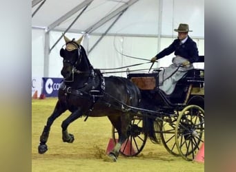 PRE Mix, Merrie, 8 Jaar, 159 cm, Donkere-vos