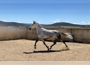 PRE Mix, Merrie, 8 Jaar, 160 cm, Schimmel