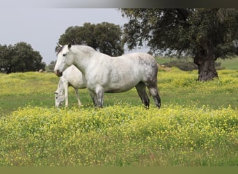 PRE Mix, Merrie, 8 Jaar, 160 cm, Schimmel