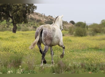 PRE Mix, Merrie, 8 Jaar, 160 cm, Schimmel