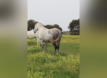 PRE Mix, Merrie, 8 Jaar, 160 cm, Schimmel