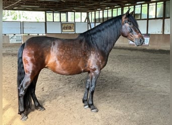 PRE, Merrie, 8 Jaar, 161 cm, Bruin