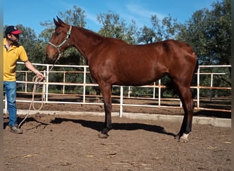 PRE, Merrie, 8 Jaar, 161 cm