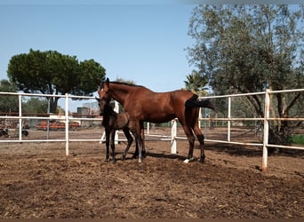 PRE, Merrie, 8 Jaar, 161 cm