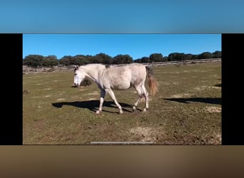 PRE Mix, Merrie, 8 Jaar, 162 cm, Bruin