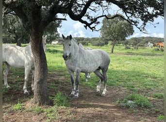 PRE Mix, Merrie, 8 Jaar, 162 cm, Bruin