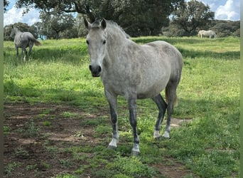 PRE Mix, Merrie, 8 Jaar, 162 cm, Bruin