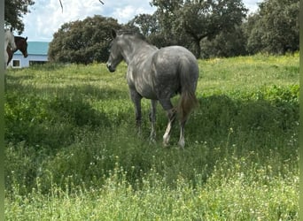 PRE Mix, Merrie, 8 Jaar, 162 cm, Bruin