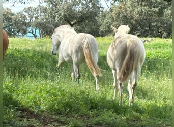 PRE Mix, Merrie, 8 Jaar, 162 cm, Bruin