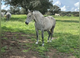 PRE Mix, Merrie, 8 Jaar, 162 cm, Bruin