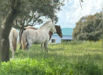 PRE Mix, Merrie, 8 Jaar, 162 cm, Bruin