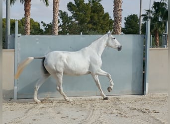 PRE, Merrie, 8 Jaar, 163 cm, Schimmel