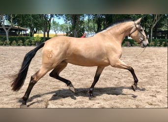 PRE Mix, Merrie, 8 Jaar, 164 cm, Roodbruin