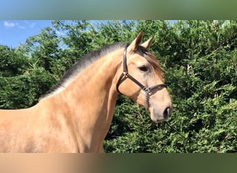 PRE Mix, Merrie, 8 Jaar, 164 cm, Roodbruin