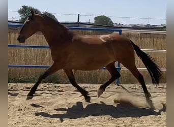 PRE, Merrie, 8 Jaar, 165 cm, Roodbruin