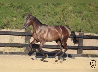 PRE, Merrie, 8 Jaar, 166 cm, Zwart