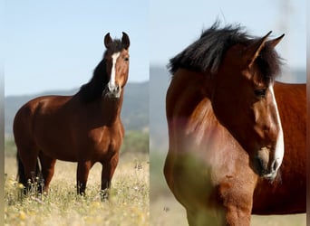 PRE Mix, Merrie, 8 Jaar, 168 cm, Bruin