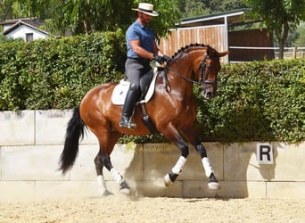 PRE, Merrie, 8 Jaar, 168 cm, Bruin