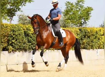 PRE, Merrie, 8 Jaar, 168 cm, Bruin