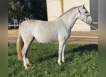 PRE Mix, Merrie, 8 Jaar, 171 cm, Schimmel