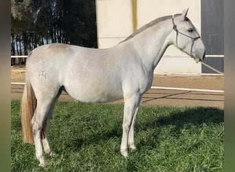 PRE Mix, Merrie, 8 Jaar, 171 cm, Schimmel