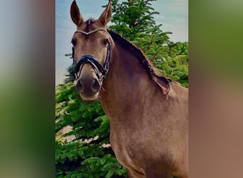 PRE, Merrie, 9 Jaar, 150 cm, Buckskin