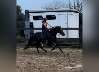 PRE Mix, Merrie, 9 Jaar, 155 cm, Bruin