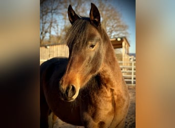 PRE, Merrie, 9 Jaar, 156 cm, Donkerbruin