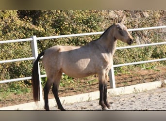 PRE Mix, Merrie, 9 Jaar, 157 cm, Buckskin