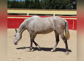PRE Mix, Merrie, 9 Jaar, 157 cm, Schimmel