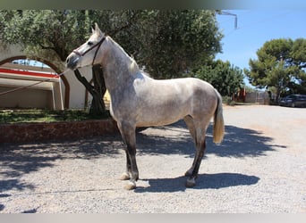 PRE Mix, Merrie, 9 Jaar, 157 cm, Schimmel